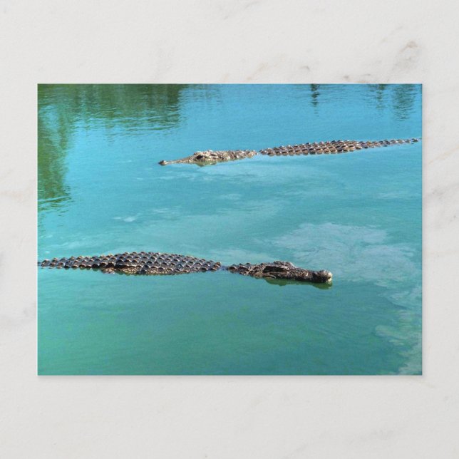 Cartão Postal Crocodilos Nilo (Frente)