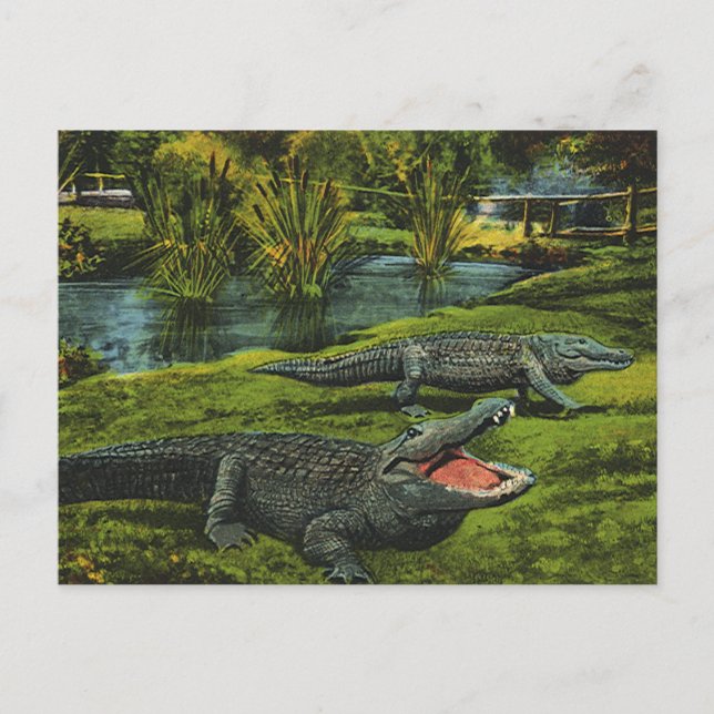 Cartão Postal Crocodilos Vintage, Animais da Marinha Répteis (Frente)