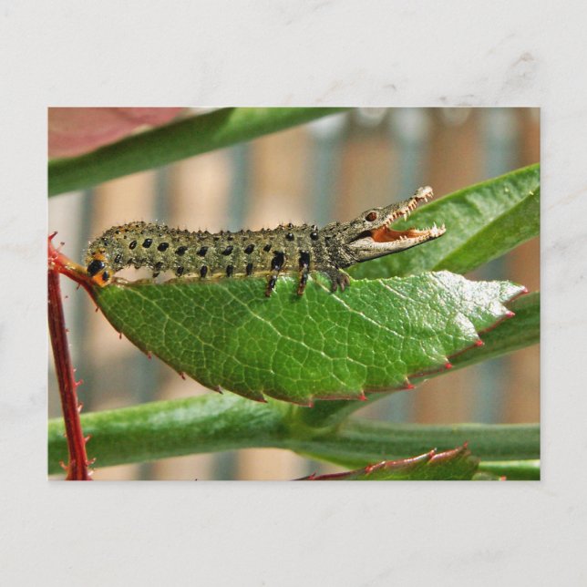 Cartão postal Crocopillar (Frente)