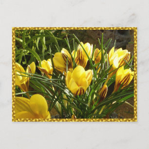 Cartão Postal Crocos alpinos