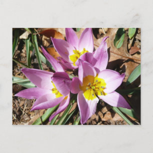 Cartão Postal Crocos Cor-de-Rosa Precoce Primavera Floral
