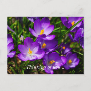 Cartão Postal Crocós Lilas Pensando Em Você Cartão-Postal