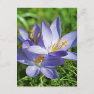 Cartão Postal Crocus