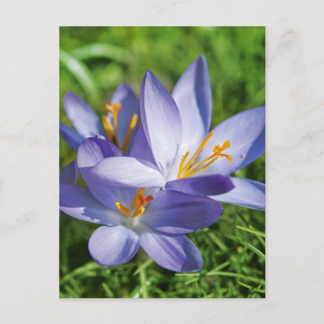 Cartão Postal Crocus (Frente)