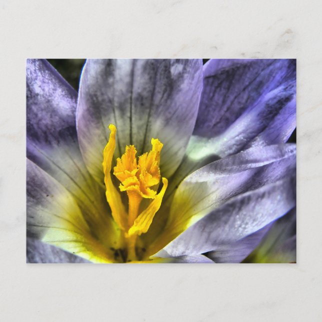 Cartão Postal Crocus (Frente)