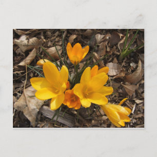 Cartão Postal Crocus Amarelo