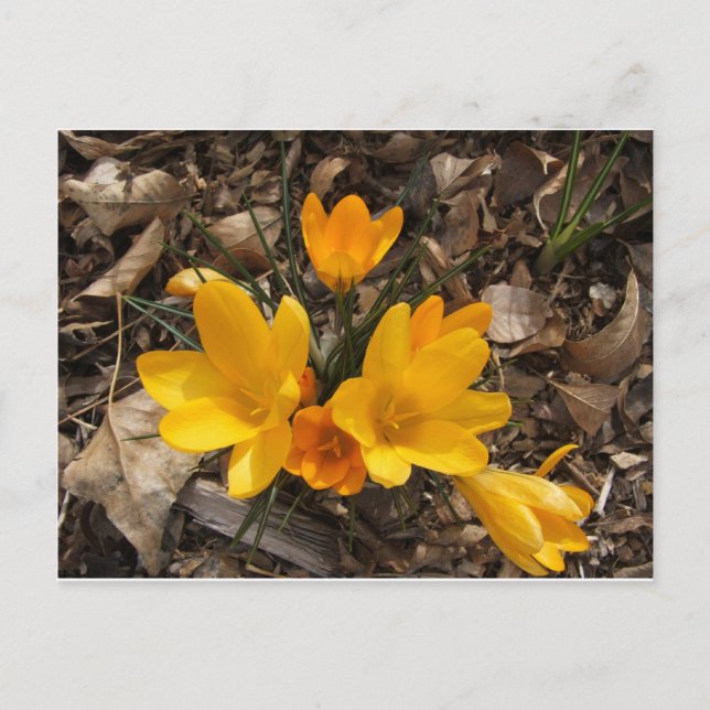 Cartão Postal Crocus Amarelo (Frente)