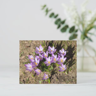 Cartão Postal Crocus da primavera fofos