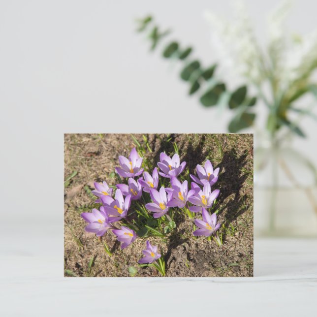 Cartão Postal Crocus da primavera fofos (Em pé/Frente)