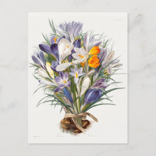 Cartão Postal Crocus Primavera Fllower Arte Botânica