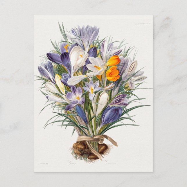 Cartão Postal Crocus Primavera Fllower Arte Botânica (Frente)