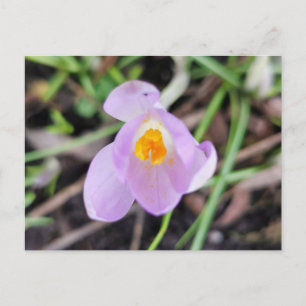 Cartão Postal Crocus Rosa