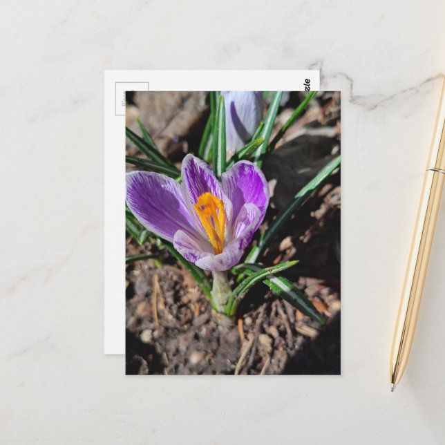Cartão Postal Crócus Roxo Primeira Flor da Primavera 2026 (Frente/Verso In Situ)