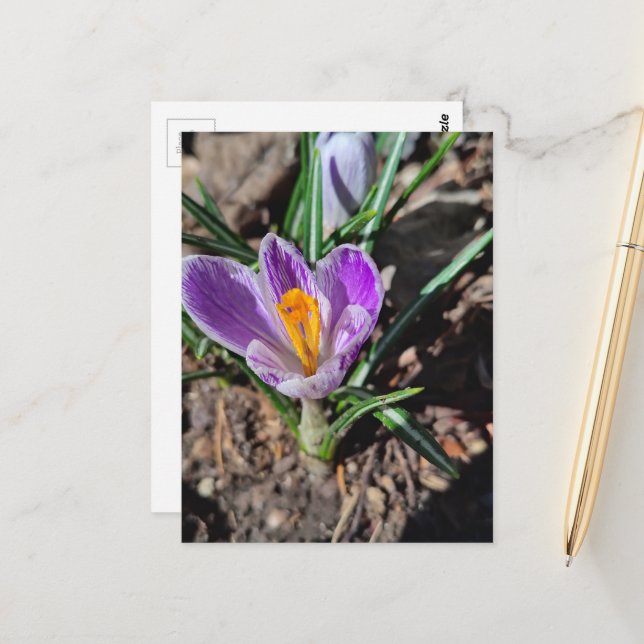 Cartão Postal Crocus Roxo Primeira Flor de Março de 2026 (Frente/Verso In Situ)