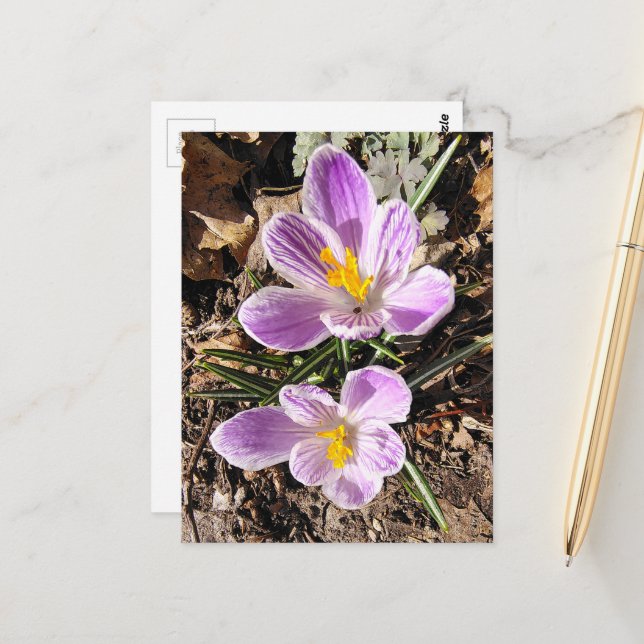 Cartão Postal Crocus Roxo Primeiras Flores da Primavera 2026 (Frente/Verso In Situ)