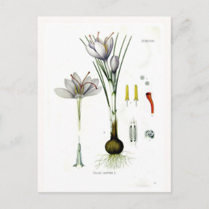 Cartão Postal Crocus sativus