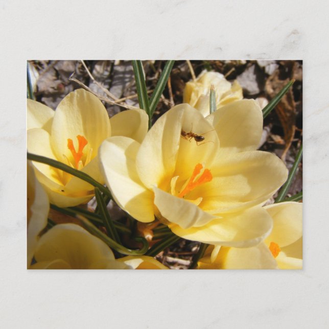 Cartão Postal Crocus w/ant (Frente)