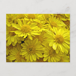 Cartão Postal Crolisântemos Amarelo sunshine