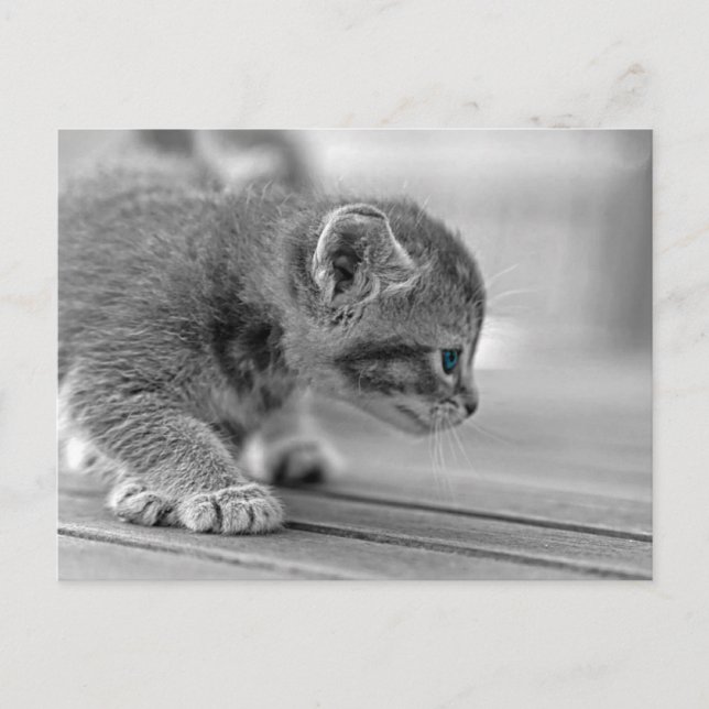 Cartão Postal Crouching Kitten (Frente)
