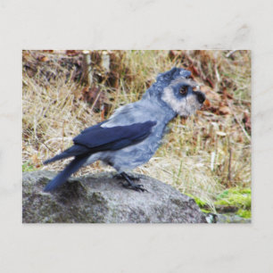Cartão Postal Crowschnauzer