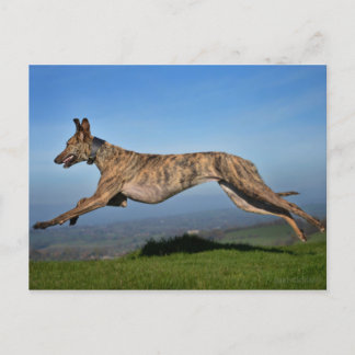 Cartão Postal Cruzamento de Lurcher Greyhound com Fenda