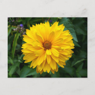 Cartão Postal Crysanthemum Amarelo