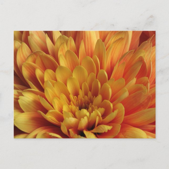 Cartão Postal Crysanthemum Amarelo (Frente)