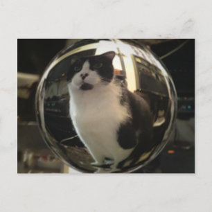 Cartão Postal Crystal Cat