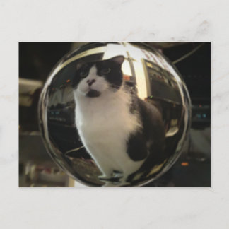 Cartão Postal Crystal Cat