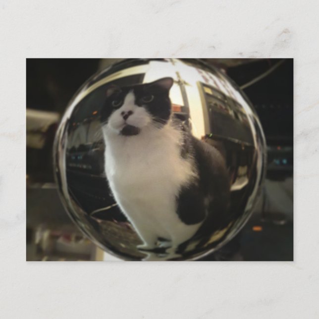 Cartão Postal Crystal Cat (Frente)