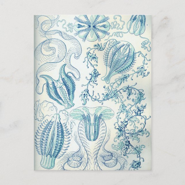 Cartão Postal Ctenophorae (Frente)