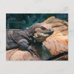 Cartão Postal Ctenosaura melanosterna