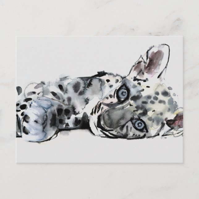 Cartão Postal Cub Leopardo Árabe 2008 (Frente)