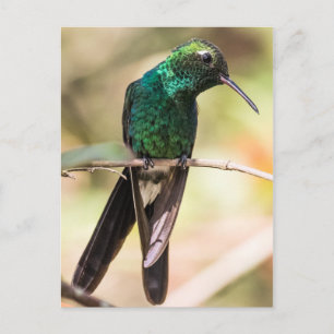 Cartão Postal Cuban Emerald Hummingbird