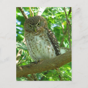 Cartão Postal Cubana Pygmy-owl