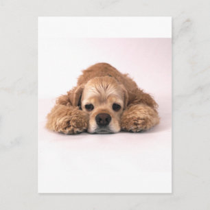 Cartão Postal Cubo Cocker Spaniel