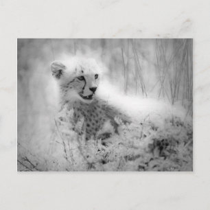 Cartão Postal Cubo de Cheetah