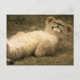 Cartão Postal cubo de leão engraçadinho bonitinho relaxe stress 