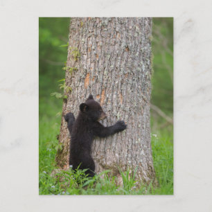 Cartão Postal Cubo do Urso Negro   Montanhas do Enfumaçado Excel