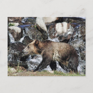 Cartão Postal Cubo Grizzly