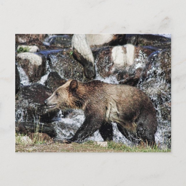 Cartão Postal Cubo Grizzly (Frente)