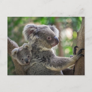 Cartão Postal Cubo Koala Bear e Cub - Animal australiano
