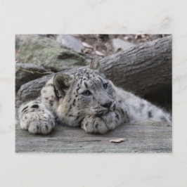 Cartão Postal Cubo-Leopardo-da-Neve Bordada