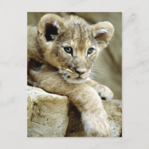 Cartão Postal Cubo Lion Cubo