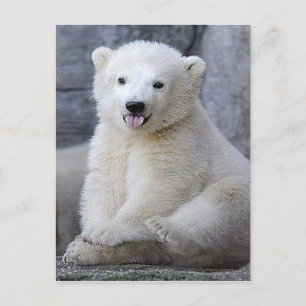Cartão Postal Cubo Polar Bear