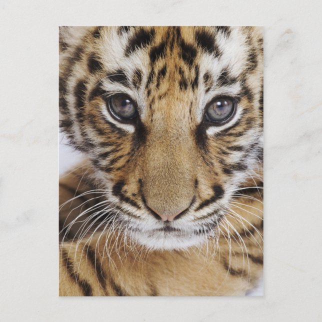 Cartão Postal Cubo Tigre (Frente)