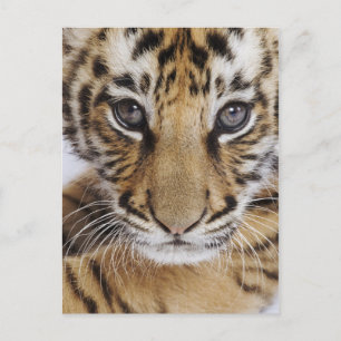 Cartão Postal Cubo Tigre