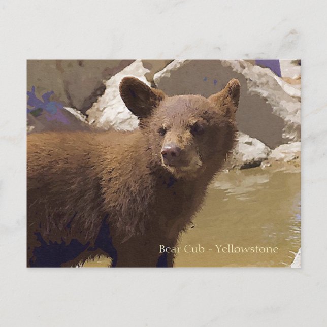 Cartão Postal Cubo Urso, Yellowstone (Frente)