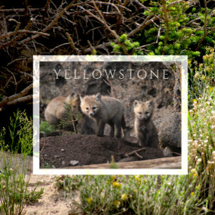 Cartão Postal Cubos de Raposa Curiosos perto de Den, Yellowstone
