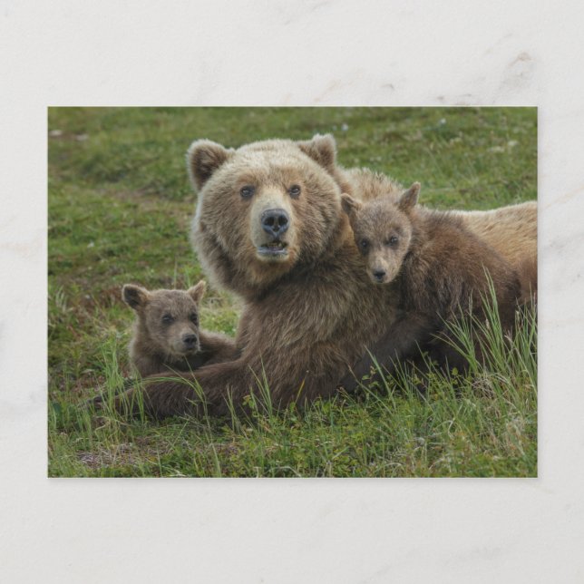 Cartão Postal Cubos de Urso Castanho Cudddding com a mãe (Frente)